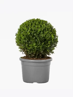 product-image-4_optimized